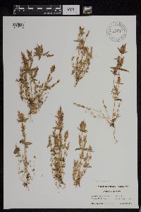 Gentianella acuta image