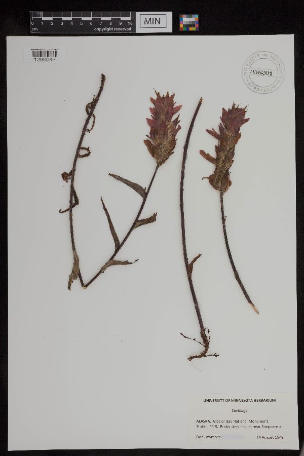 Castilleja image