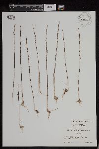 Triglochin palustris image