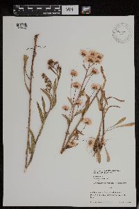 Erigeron acris image