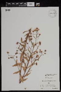 Erigeron acris image