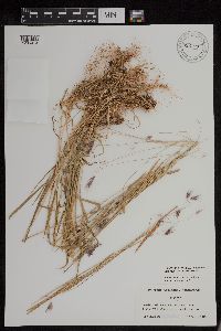 Hordeum brachyantherum image