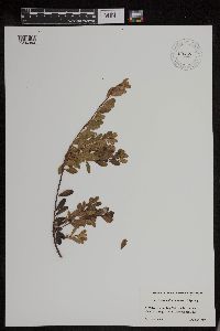 Arctostaphylos uva-ursi image