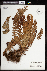 Image of Polystichum lonchitis