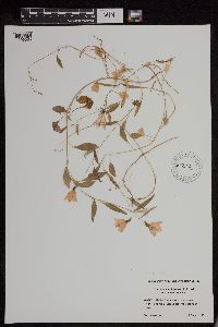 Campanula rotundifolia image