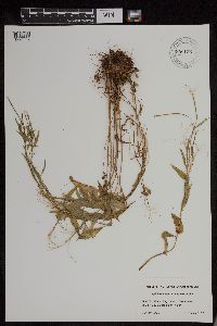 Epilobium hornemannii subsp. behringianum image