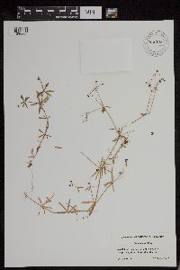 Galium aparine image