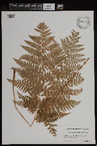 Dryopteris campyloptera image