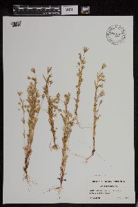 Gentianella acuta image