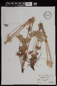 Anemone multifida image