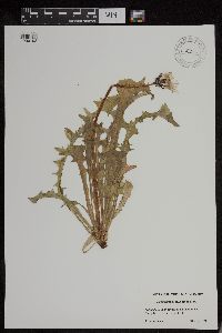 Image of Taraxacum lyratum