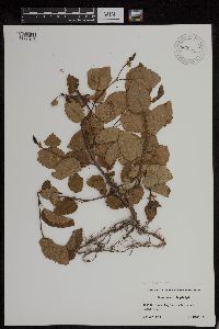 Alnus viridis subsp. sinuata image