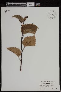 Alnus viridis subsp. sinuata image