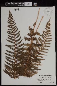 Image of Polystichum braunii