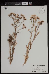 Erigeron acris image
