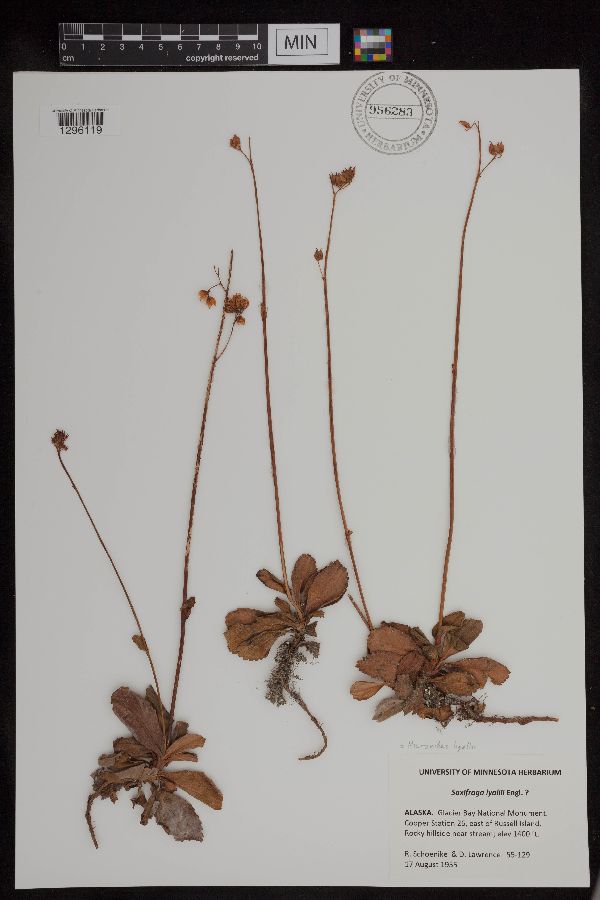 Micranthes lyallii image