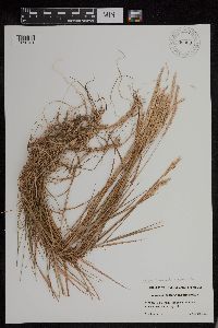 Elymus trachycaulus image