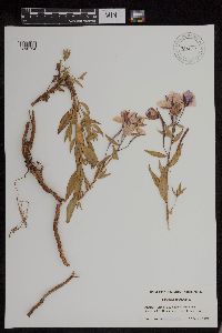 Chamaenerion latifolium image