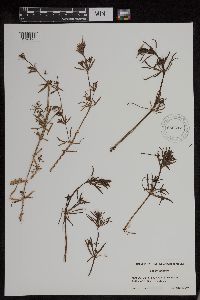 Galium aparine image