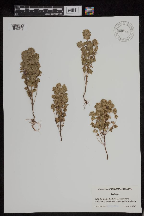 Euphrasia image
