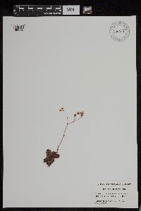 Saxifraga tricuspidata image