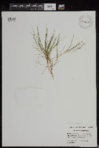 Stuckenia pectinata image