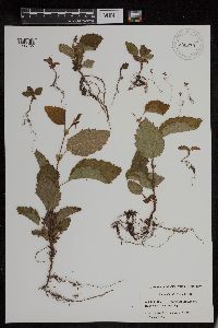 Alnus viridis subsp. sinuata image