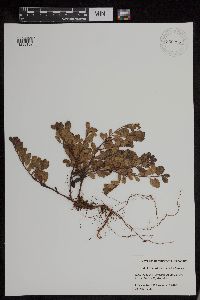 Arctostaphylos uva-ursi image