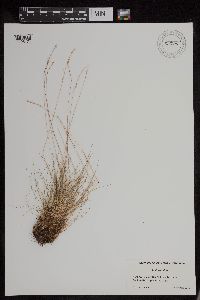 Festuca rubra image