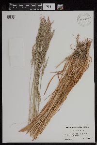 Agrostis exarata image
