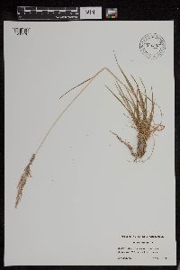 Agrostis exarata image
