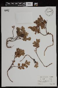 thumbnail image of current specimen