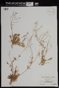 Arabidopsis lyrata image