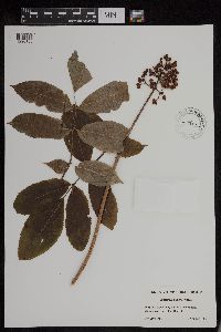 Sambucus racemosa image