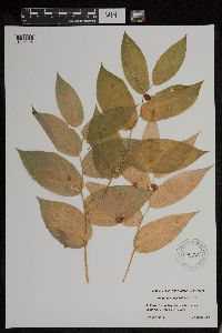 Streptopus amplexifolius image