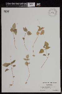 Circaea alpina image