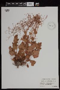 Image of Heuchera glabra