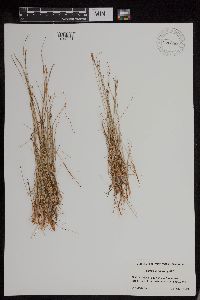 Carex pauciflora image