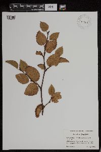 Alnus viridis subsp. sinuata image