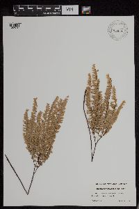 Media resource of Adiantum aleuticum