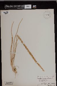 Triglochin maritima image