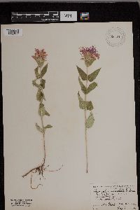 Monarda fistulosa image