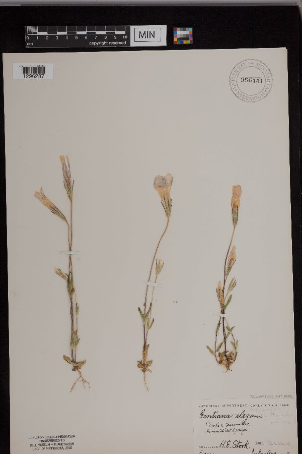 Gentianopsis thermalis image