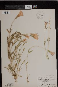 Gentianopsis thermalis image