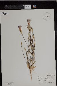 Gentianopsis thermalis image