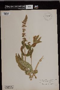 Image Associated With the Occurrence