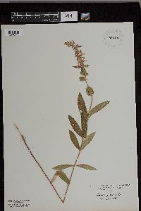 Stachys palustris image