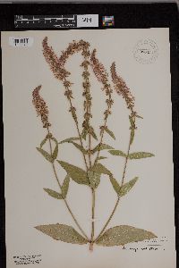 Stachys palustris image
