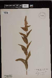 Stachys palustris image
