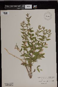 Scutellaria galericulata image